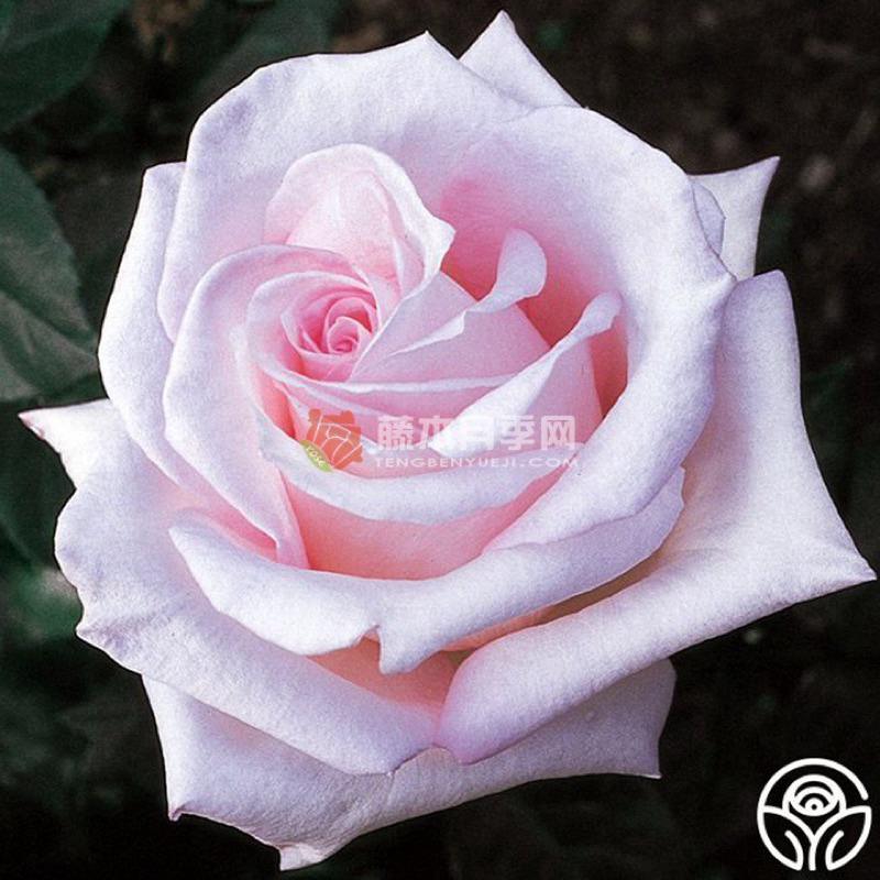 新娘之夢 7-8吋盆 花期長 中強香 德國玫瑰 適合新手-細節圖3