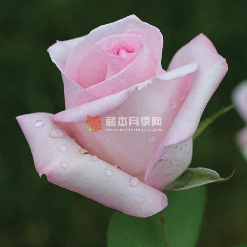 新娘之夢 7-8吋盆 花期長 中強香 德國玫瑰 適合新手-細節圖4