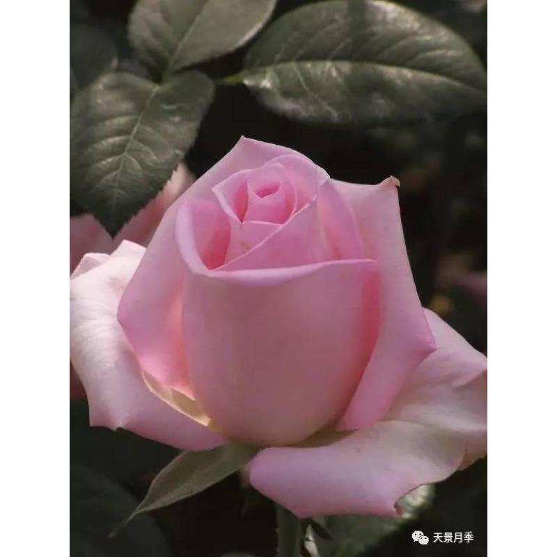 新娘之夢 7-8吋盆 花期長 中強香 德國玫瑰 適合新手-細節圖5