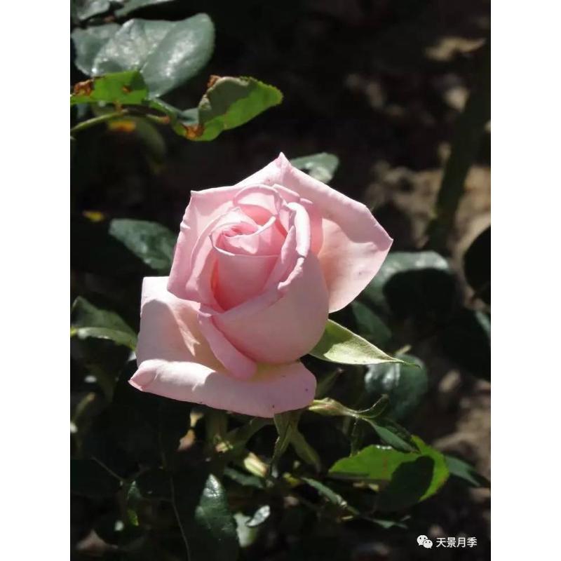 新娘之夢 7-8吋盆 花期長 中強香 德國玫瑰 適合新手-細節圖6