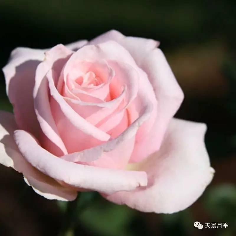 新娘之夢 7-8吋盆 花期長 中強香 德國玫瑰 適合新手-細節圖7