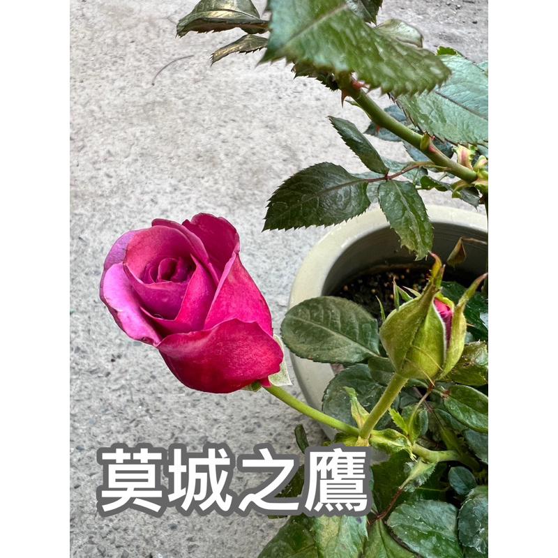 莫城之鷹 7-8吋盆 強健/強香/大輪/直立性好/抗病性好/株型矮壯/豐花-細節圖7
