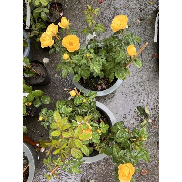 金色太陽王陽台 7-8吋盆 陽台族必收 永遠矮壯 愛開花！愛抽芽！好照顧！ 閃亮耀眼金黃色 四季開 分枝性好-細節圖2