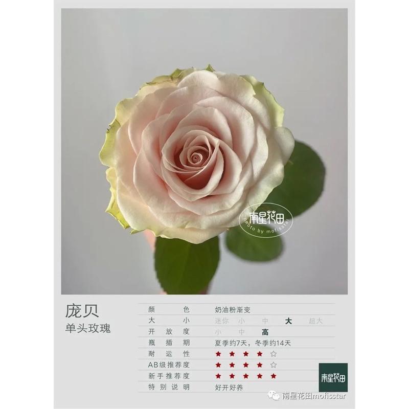 龐貝 7-8吋盆 厄瓜多切花玫瑰 花期長 花瓣圓潤厚實 療癒系列-細節圖4