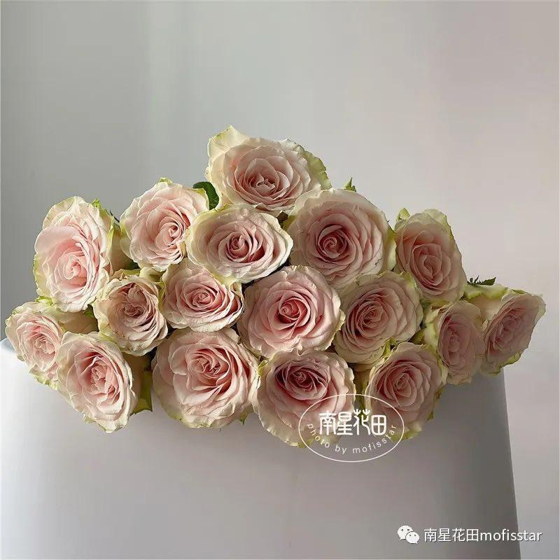 龐貝 7-8吋盆 厄瓜多切花玫瑰 花期長 花瓣圓潤厚實 療癒系列-細節圖5