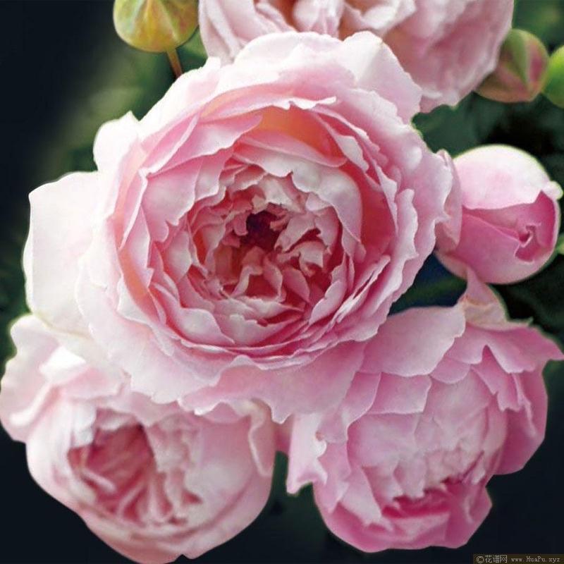 【河本系列】砂糖 Sucre 包子花/強香/灌木/植株耐熱/杯型/四季開/中輪/抗病性佳-細節圖2