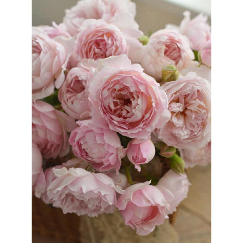 【河本系列】砂糖 Sucre 包子花/強香/灌木/植株耐熱/杯型/四季開/中輪/抗病性佳-細節圖3