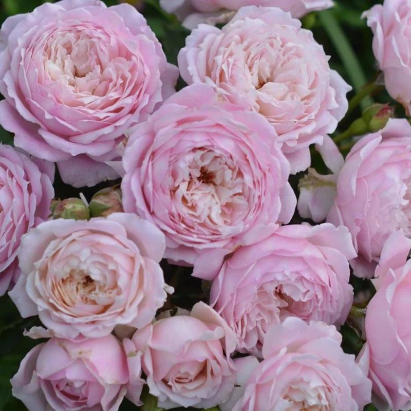 【河本系列】砂糖 Sucre 包子花/強香/灌木/植株耐熱/杯型/四季開/中輪/抗病性佳-細節圖4