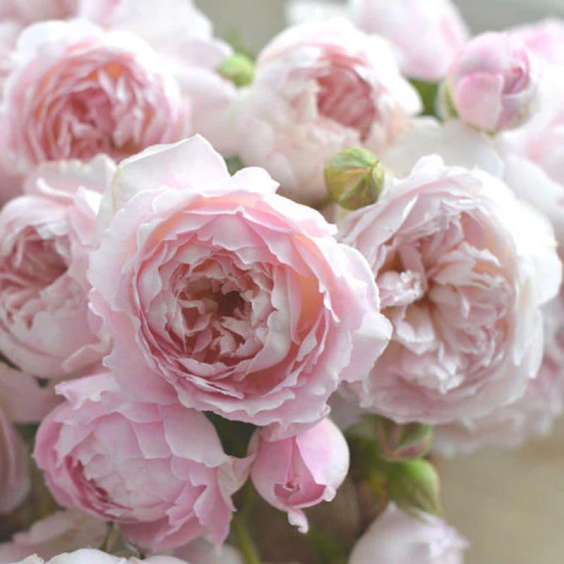 【河本系列】砂糖 Sucre 包子花/強香/灌木/植株耐熱/杯型/四季開/中輪/抗病性佳-細節圖5