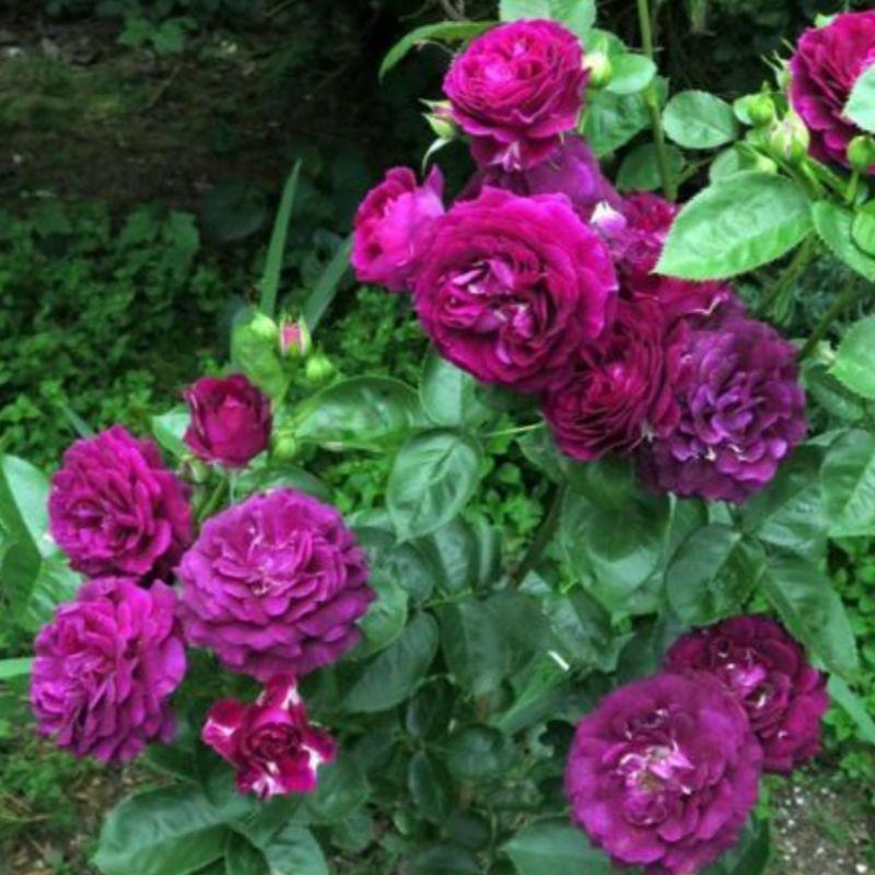 迷離境界 7-8吋盆 多花性/生長強健/柑橘味/花瓣多/中輪豐花/強香-細節圖2