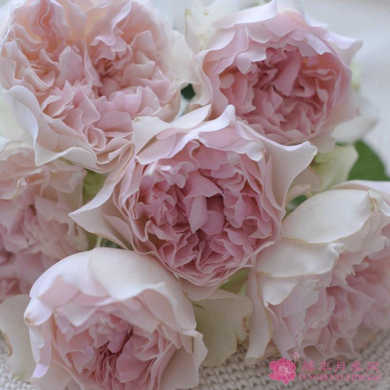 【河本系列】鉤針編織 7-8吋盆 日本玫瑰 茶香和沒藥混合香味-細節圖2