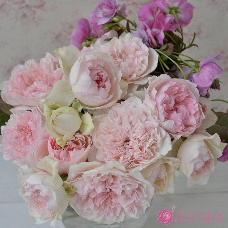 【河本系列】鉤針編織 7-8吋盆 日本玫瑰 茶香和沒藥混合香味-細節圖3