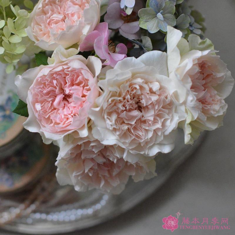 【河本系列】鉤針編織 7-8吋盆 日本玫瑰 茶香和沒藥混合香味-細節圖5