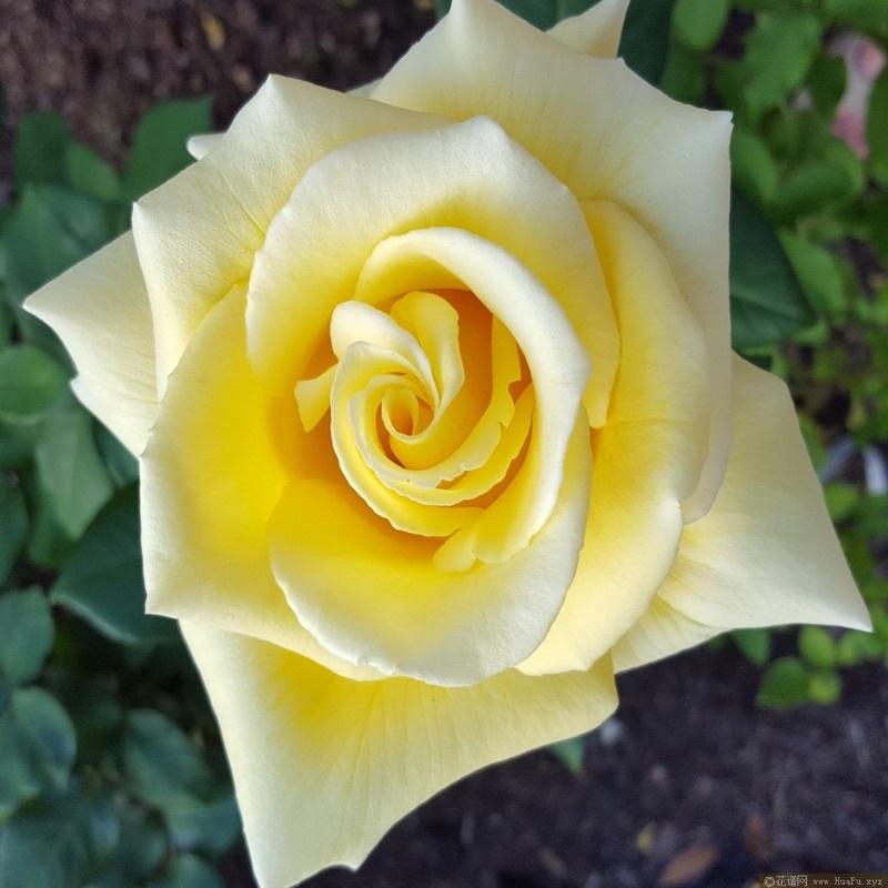 天津乙女 7-8吋盆 日本玫瑰 適合新手種植 花量大-細節圖2