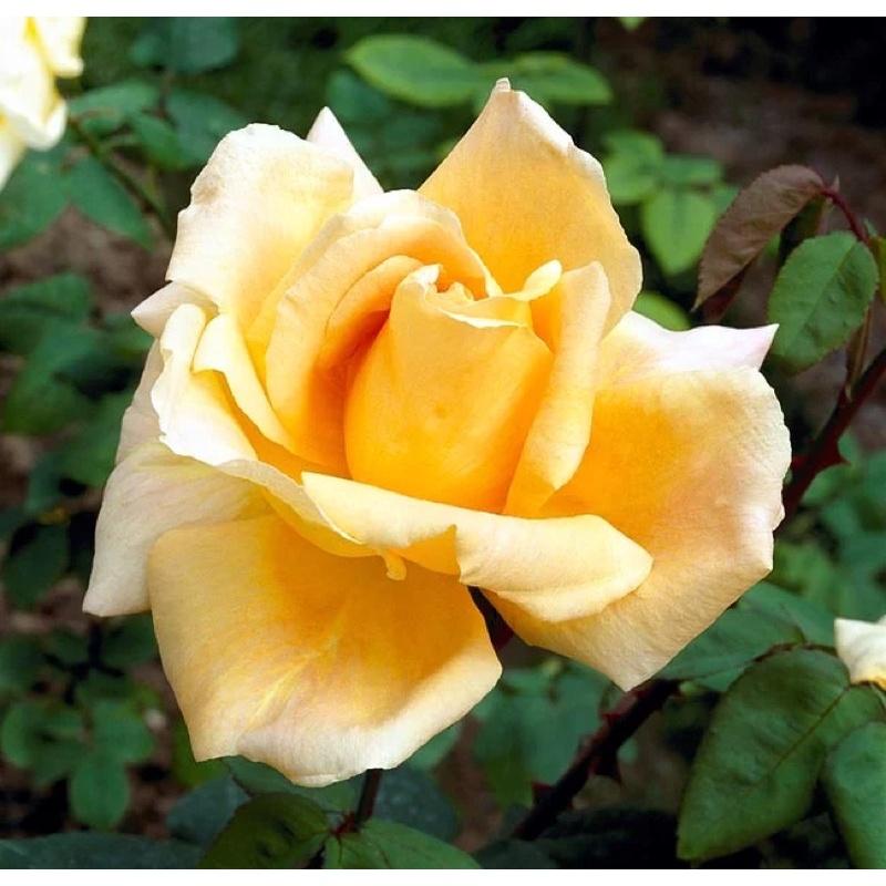 天津乙女 7-8吋盆 日本玫瑰 適合新手種植 花量大-細節圖3