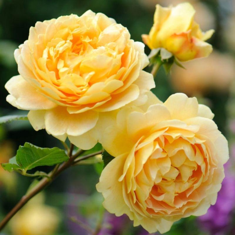 【植株美 請把握！】金色慶典 Golden Celebration 7-8吋盆 強健/抗病/半直立/花量大/藤本/灌木-細節圖2