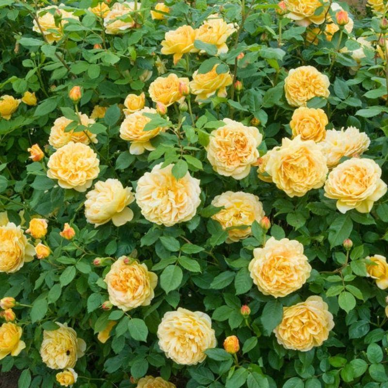 【植株美 請把握！】金色慶典 Golden Celebration 7-8吋盆 強健/抗病/半直立/花量大/藤本/灌木-細節圖3