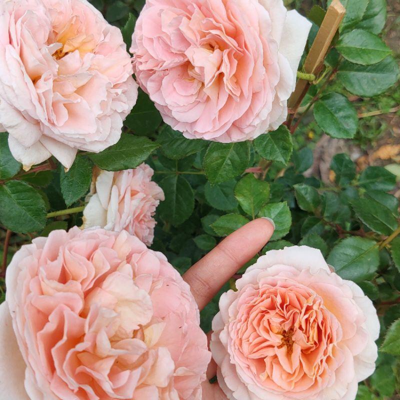 亞伯拉罕達比 ！爆花機器🌹四季開/灌木/強香/植株耐熱/杯型/豐花/強健 適合新手 可當花牆與拱門-細節圖2