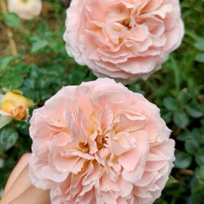 亞伯拉罕達比 ！爆花機器🌹四季開/灌木/強香/植株耐熱/杯型/豐花/強健 適合新手 可當花牆與拱門-細節圖3