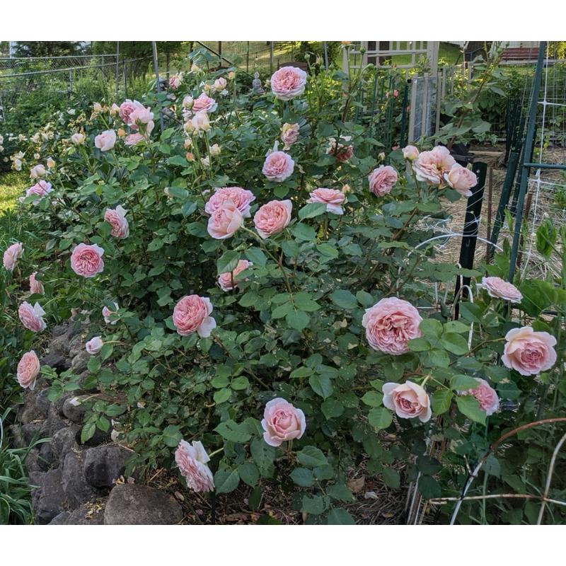 亞伯拉罕達比 ！爆花機器🌹四季開/灌木/強香/植株耐熱/杯型/豐花/強健 適合新手 可當花牆與拱門-細節圖5