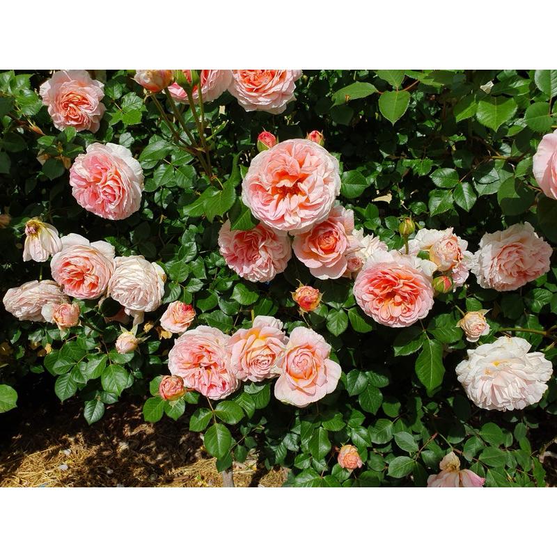 亞伯拉罕達比 ！爆花機器🌹四季開/灌木/強香/植株耐熱/杯型/豐花/強健 適合新手 可當花牆與拱門-細節圖6