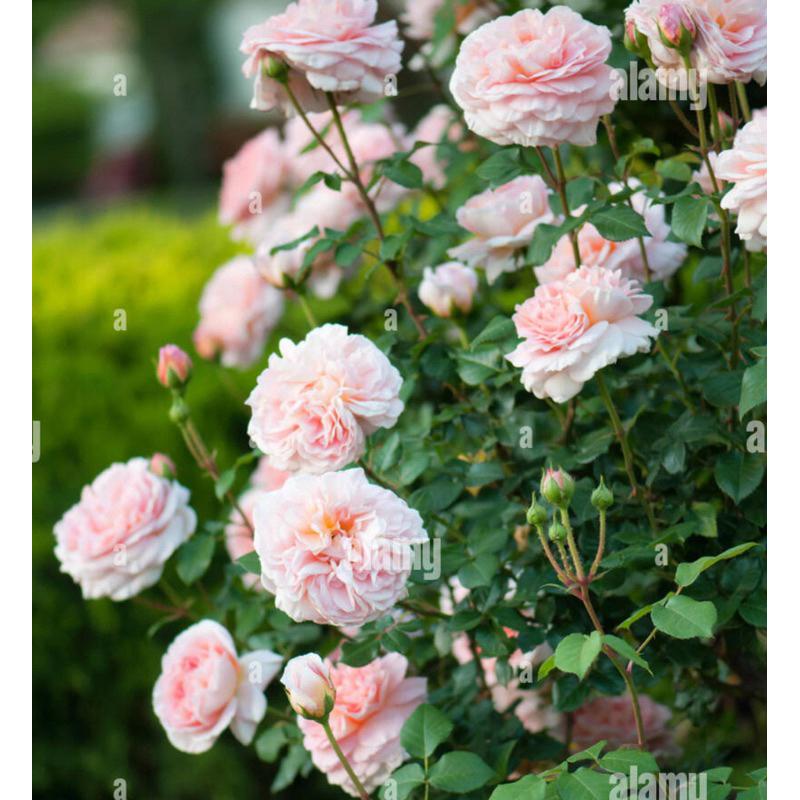 亞伯拉罕達比 ！爆花機器🌹四季開/灌木/強香/植株耐熱/杯型/豐花/強健 適合新手 可當花牆與拱門-細節圖7