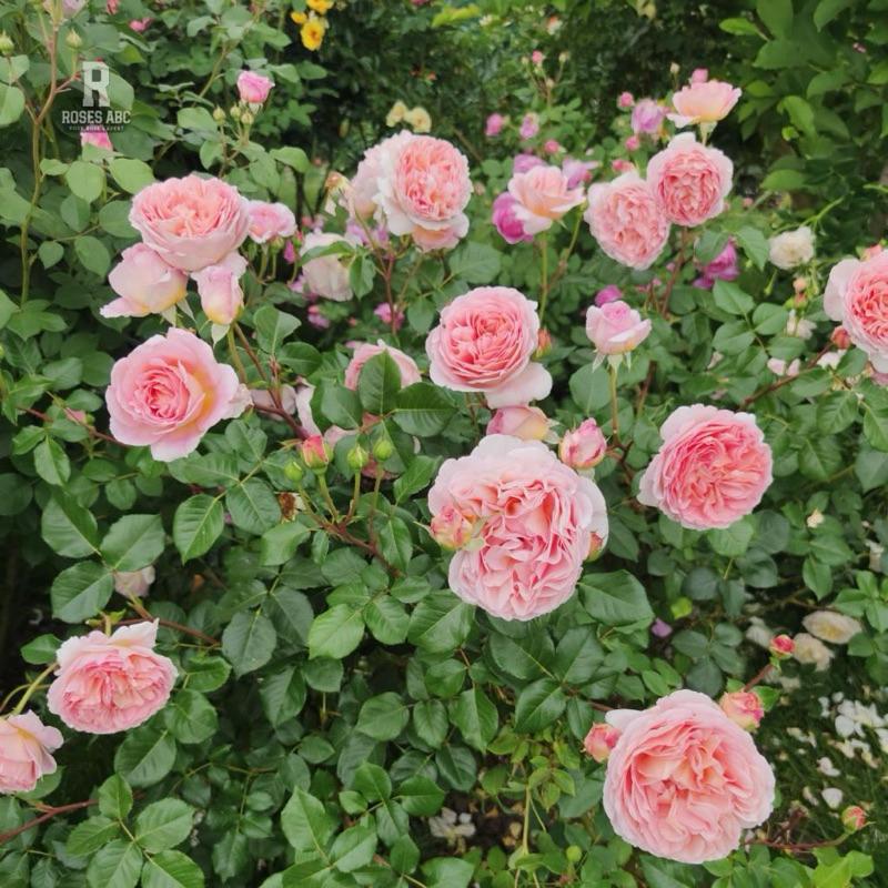 亞伯拉罕達比 ！爆花機器🌹四季開/灌木/強香/植株耐熱/杯型/豐花/強健 適合新手 可當花牆與拱門-細節圖8