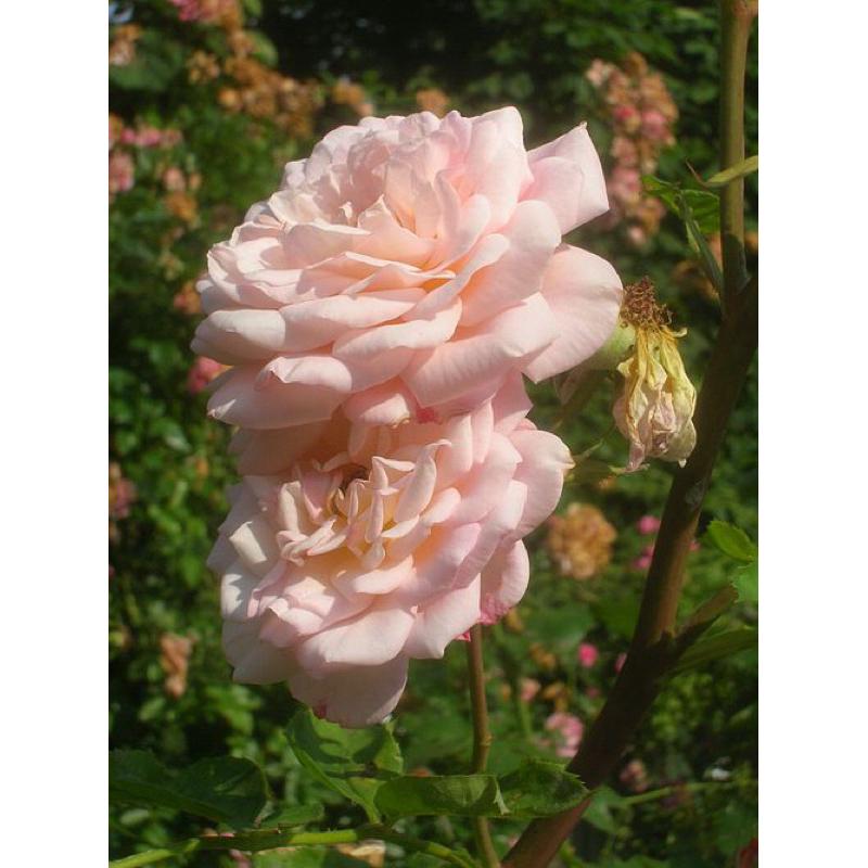 亞伯拉罕達比 ！爆花機器🌹四季開/灌木/強香/植株耐熱/杯型/豐花/強健 適合新手 可當花牆與拱門-細節圖9