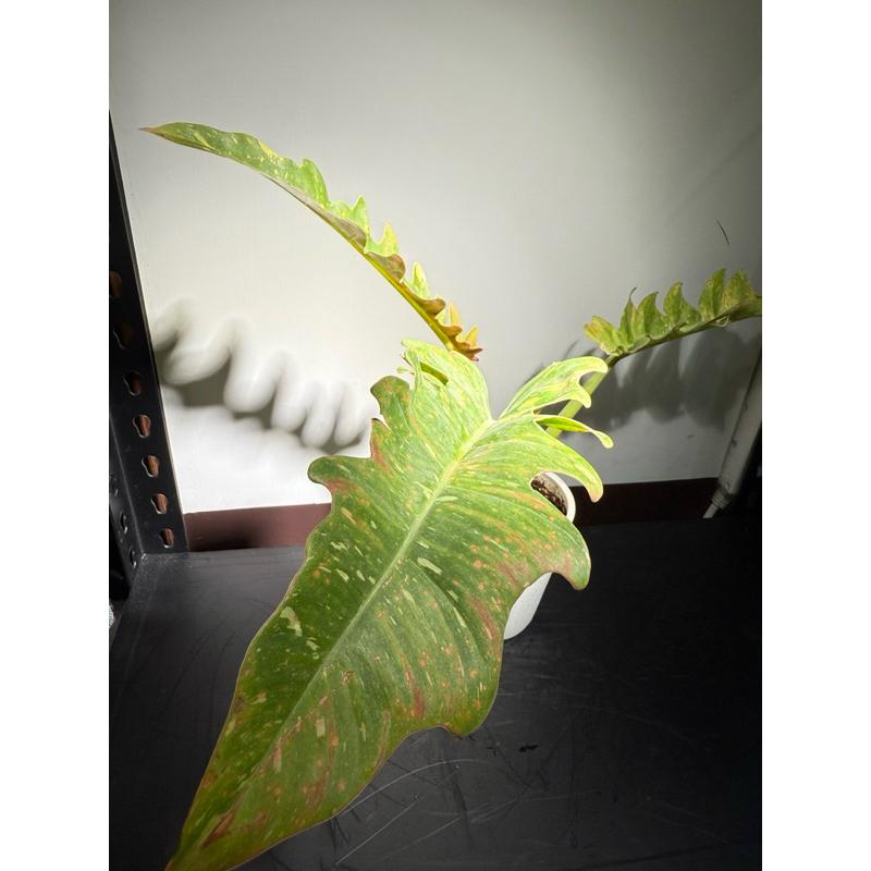 斑葉火之介｜自然界的火焰筆觸 獨特迷人｜4吋白盆｜觀葉植物-細節圖2