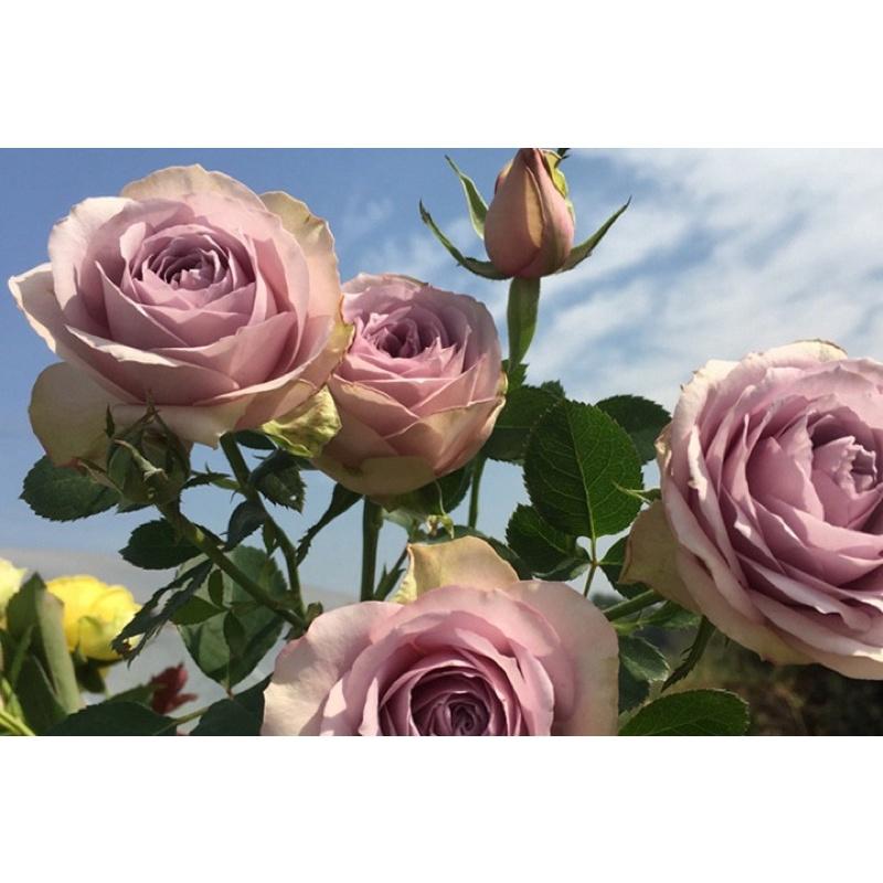 紫丁香 7-8吋盆 超級豐花品種-細節圖2