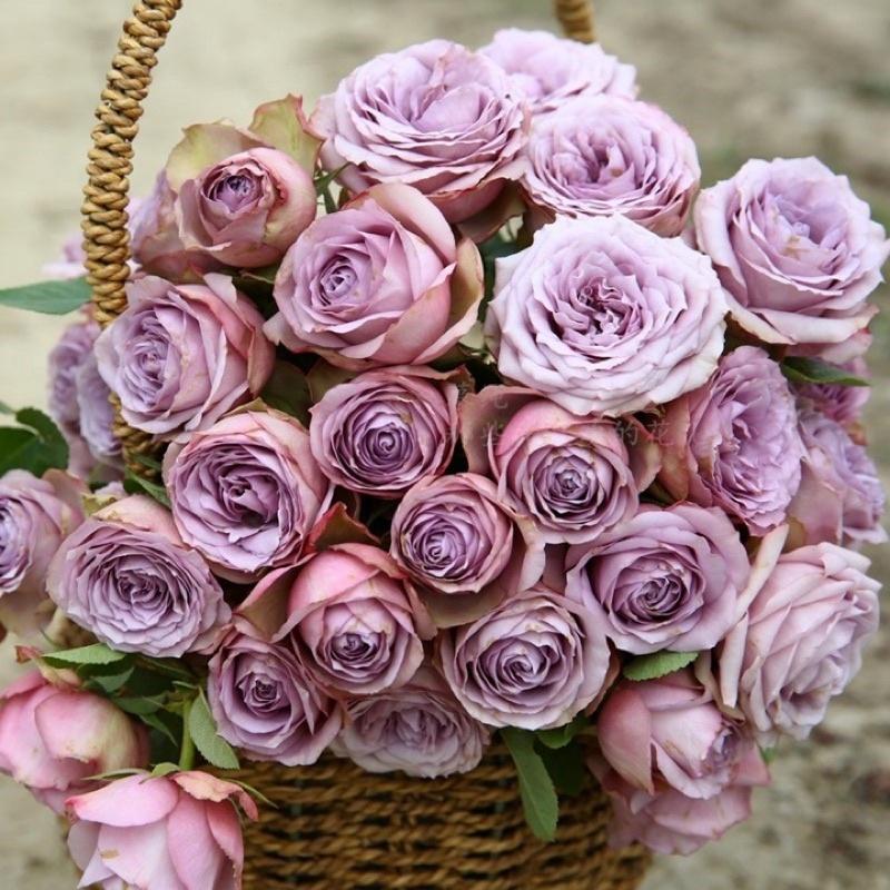 紫丁香 7-8吋盆 超級豐花品種-細節圖3