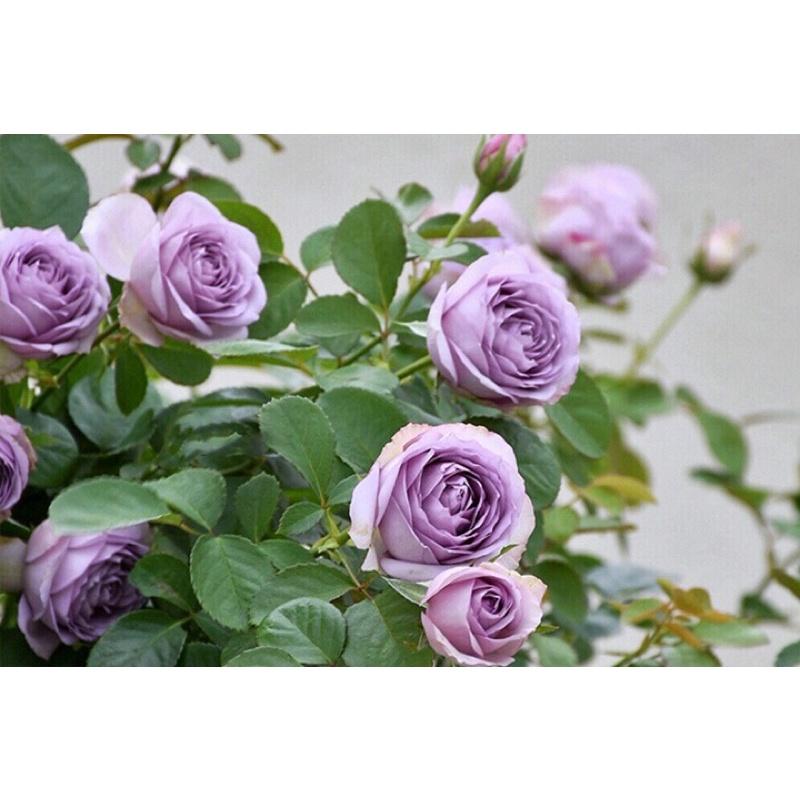 紫丁香 7-8吋盆 超級豐花品種-細節圖4