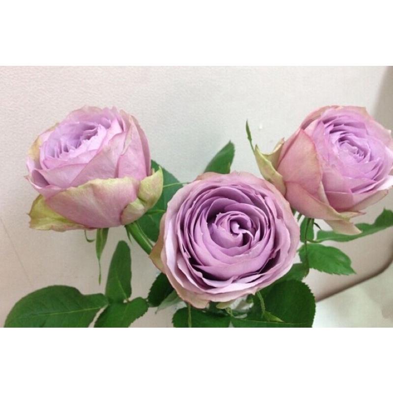 紫丁香 7-8吋盆 超級豐花品種-細節圖5