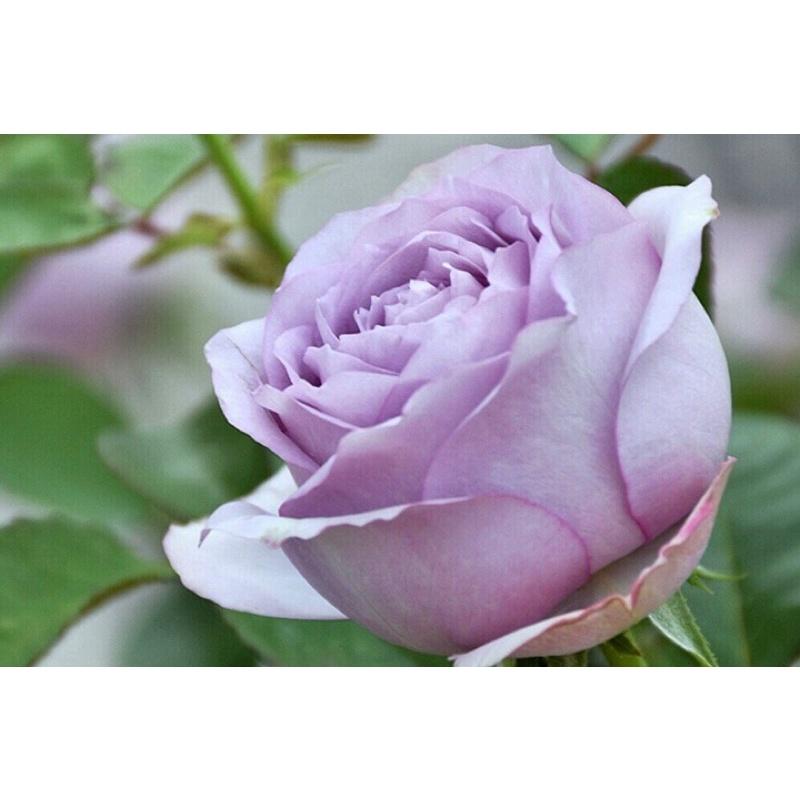 紫丁香 7-8吋盆 超級豐花品種-細節圖6