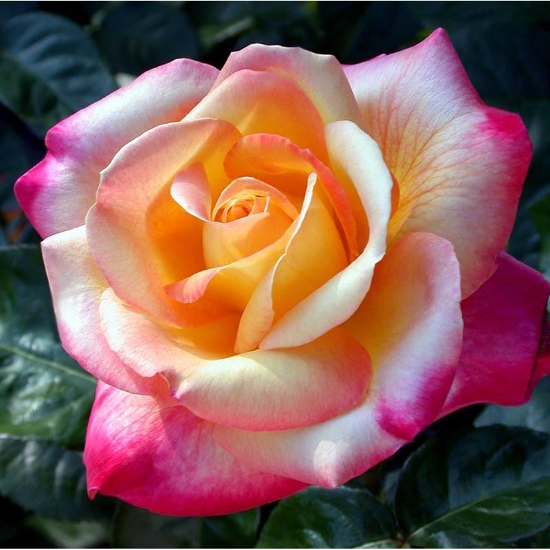 【和平系列｜茶香｜超大花】愛與和平 7-8吋盆 適合新手 花量超大 大花品種 灌木-細節圖4