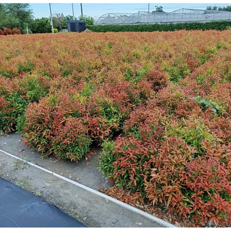 長紅木/長虹木 觀葉植物 適合全日照 農田實拍！-細節圖2