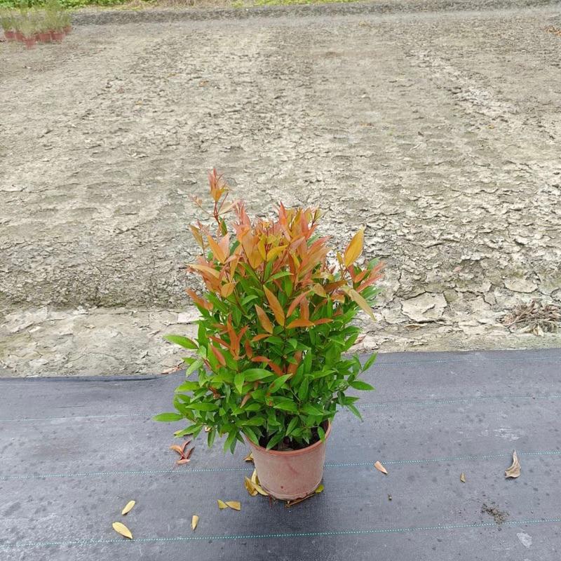 長紅木/長虹木 觀葉植物 適合全日照 農田實拍！-細節圖3