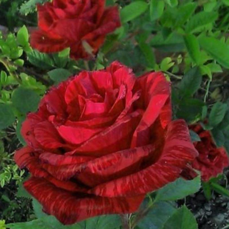 紅色直覺 Red Intuition 7-8吋盆 中大輪/直立性/四季開/微香/耐熱/長勢強/抗病性佳/耐開-細節圖2