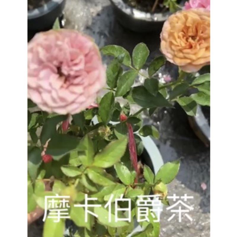 【特殊花色 花色多變】新摩卡/摩卡伯爵茶 7-8吋盆 特殊復古花色-細節圖2