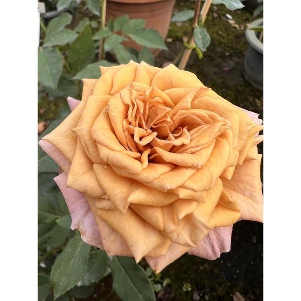 【特殊花色 花色多變】新摩卡/摩卡伯爵茶 7-8吋盆 特殊復古花色-細節圖3