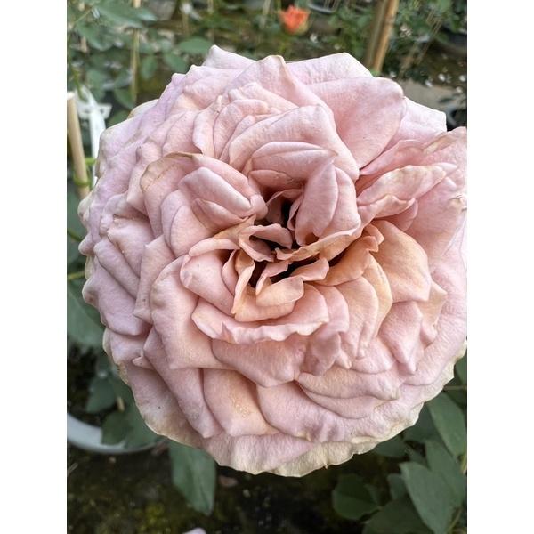 【特殊花色 花色多變】新摩卡/摩卡伯爵茶 7-8吋盆 特殊復古花色-細節圖4