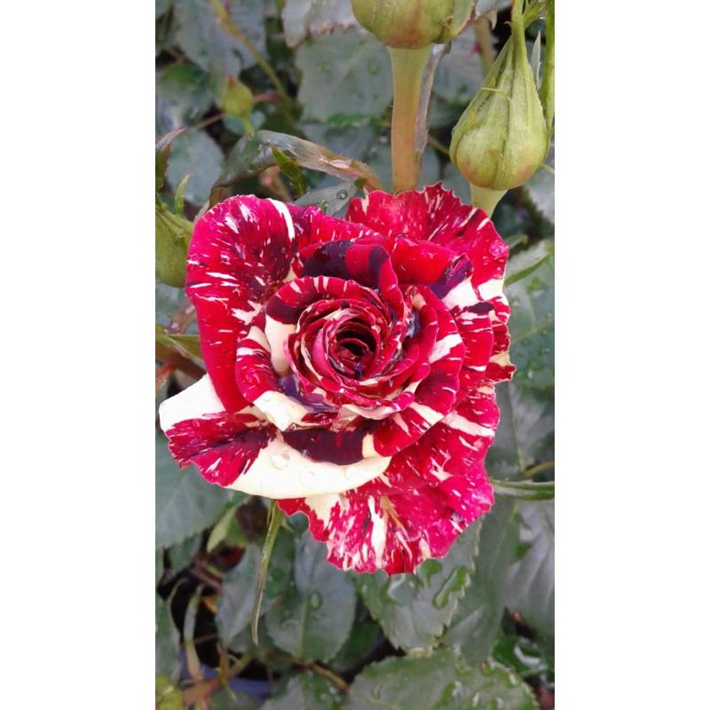 魔術/五彩黑 7-8吋盆 德國玫瑰 推薦新手種植-細節圖2