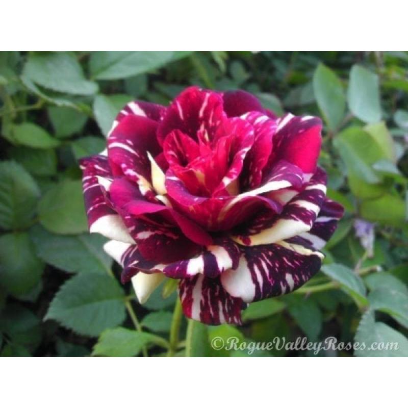 魔術/五彩黑 7-8吋盆 德國玫瑰 推薦新手種植-細節圖4