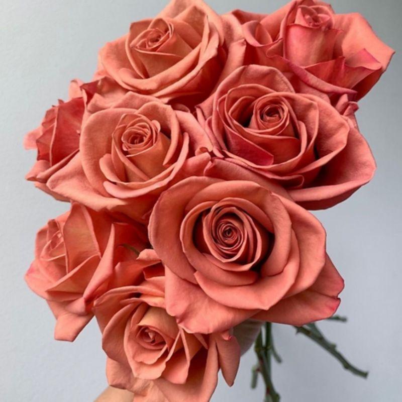 【復古色系列 特殊花色】西雅圖咖啡☕️ 7-8吋盆  Barista 大輪/直立/花型美/花期長/四季開/強健/切花-細節圖2