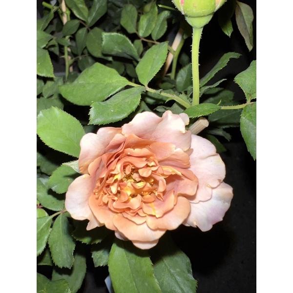 【復古色系列】可可洛可 Koko Loko 中輪/豐花/四季開/微香/抗病性好/杯型/生長快-細節圖2