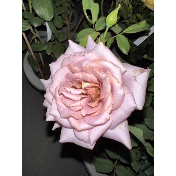 【復古色系列】可可洛可 Koko Loko 中輪/豐花/四季開/微香/抗病性好/杯型/生長快-細節圖3