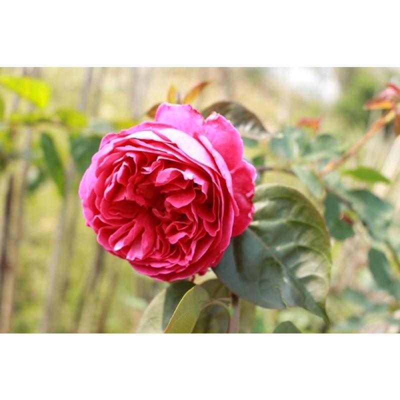 【依芙系列】依芙芳香情迷 7-8吋盆 伊芙系列 強香！包子花-細節圖2