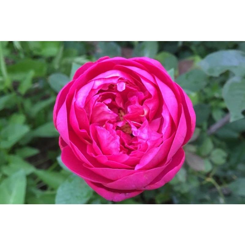 【依芙系列】依芙芳香情迷 7-8吋盆 伊芙系列 強香！包子花-細節圖3