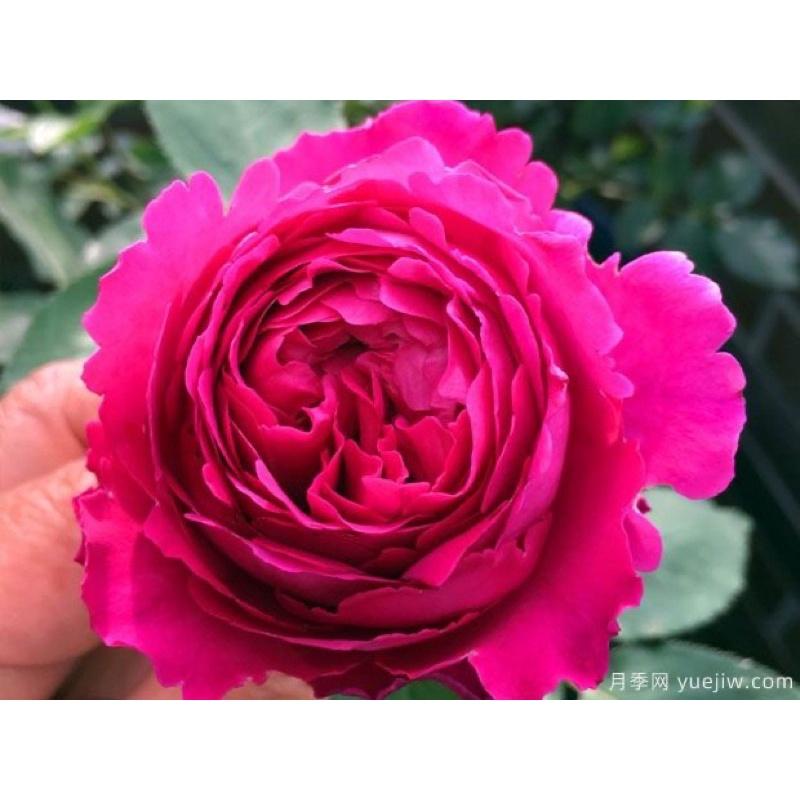 【依芙系列】依芙芳香情迷 7-8吋盆 伊芙系列 強香！包子花-細節圖4