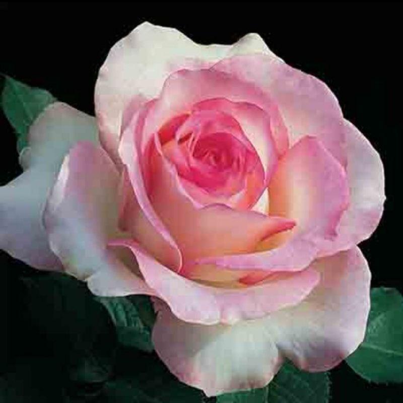 月光石 Moonstone 花型美/多花/植株強健/花大/耐開/灌木/大輪/茶香/微香/四季開-細節圖2